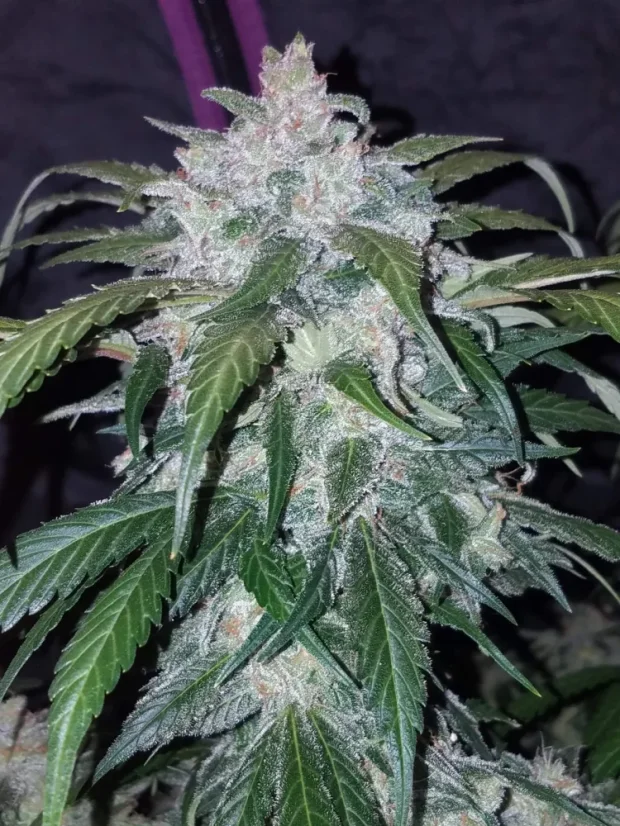 Fast Buds Sjemenke konoplje Tangie Auto
