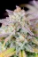 Semințe de canabis Fast Buds Afghan Kush Auto