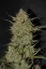 Fast Buds sjemenke konoplje OG Kush Auto