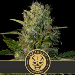 Blimburn Seeds Cannabisfrön Santa Muerte feminiserade