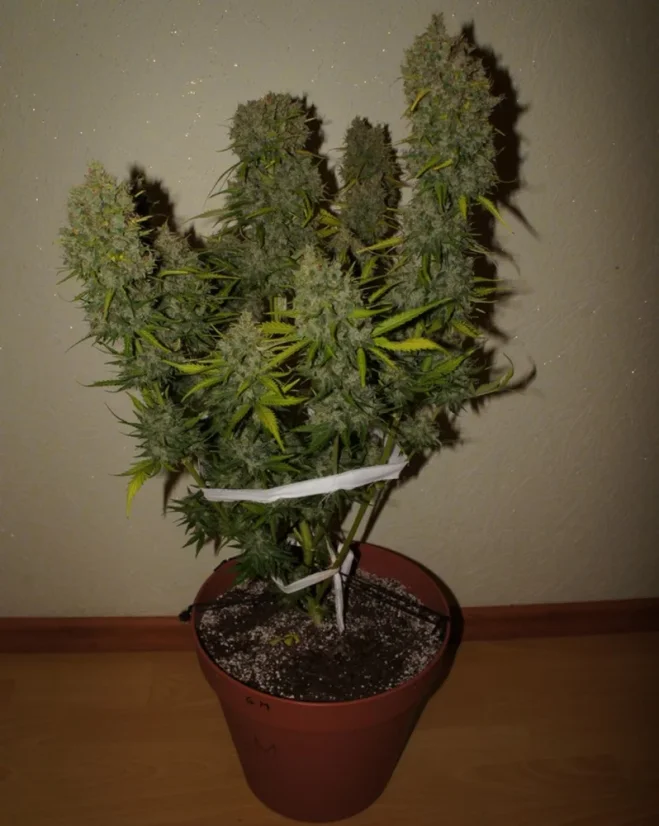 Fast Buds Sjemenke konoplje Grejp Auto