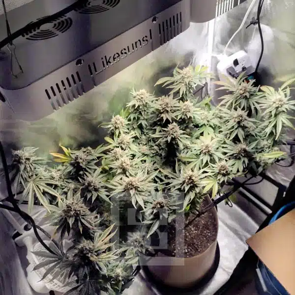 Blimburn Seeds Semi di Cannabis Blackberry Moonstones Femminizzati
