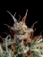 Fast Buds Sjemenke konoplje Guava Auto