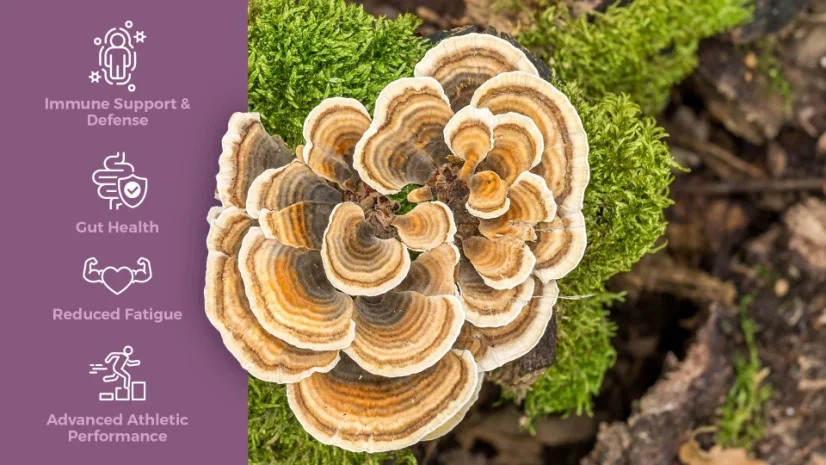 Endoca Gommes au champignon Chaga, 100 mg de CBD, 30 pièces, 60 g