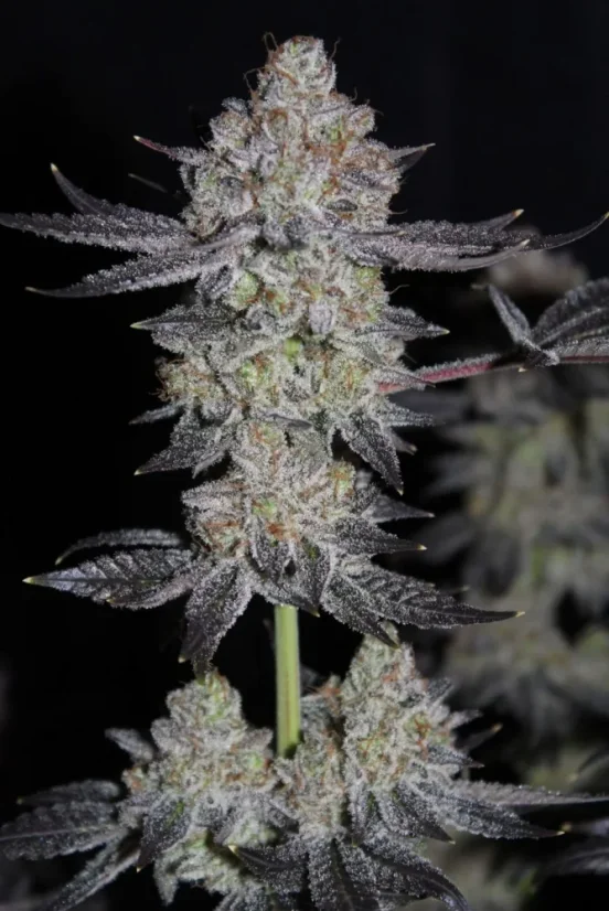Fast Buds Sjemenke konoplje Tropicana Cookies FF