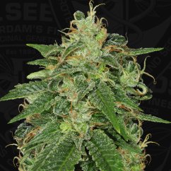 T.H.Seeds™ Semințe de canabis SAGE™, pachet 5+1, feminizate