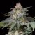 Silent Seeds Kannabiksen siemenet Lemon Tree Fast by Lemon Tree Feminized