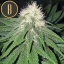 Blimburn Seeds Cannabis Seeds Chemdog #4 Nőiesített