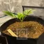 Blimburn Seeds Hanfsamen Girl Scout Cookies Feminisiert