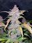 Fast Buds Cannabis Seeds Blackberry Auto