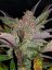 Fast Buds Sjemenke konoplje Cream Cookies Auto