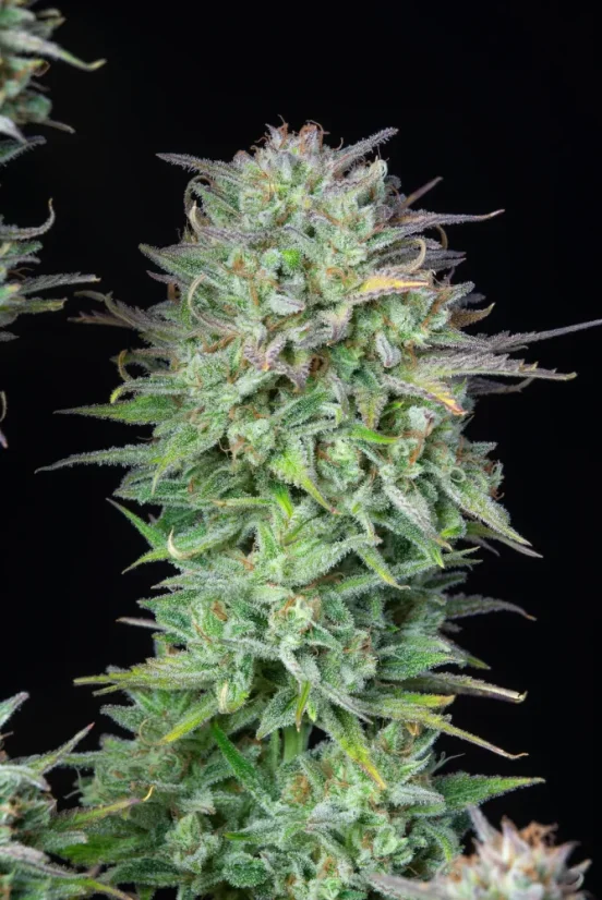Fast Buds Sjemenke konoplje Košer kolač Auto