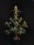 Fast Buds Sjemenke Kanabisa Chemdawg Auto