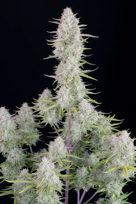 Fast Buds Semi di Cannabis Wedding Cheesecake Auto