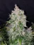 Fast Buds Cannabis Seeds Stardawg Auto