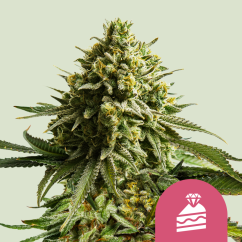 Royal Queen Seeds Cannabis Seeds Esküvői torta Nőiesített