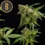 Blimburn Seeds Hanfsamen Mamba Negra Feminisiert