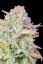 Fast Buds Cannabis Seeds Trainwreck Auto