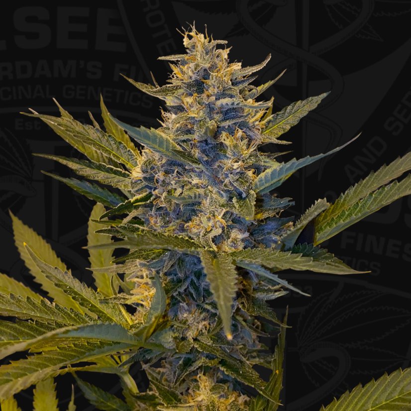 T.H.Seeds™ Cannabis Seeds Bastards Line: Melonsikel, 6+1 specialpaket, feminiserad