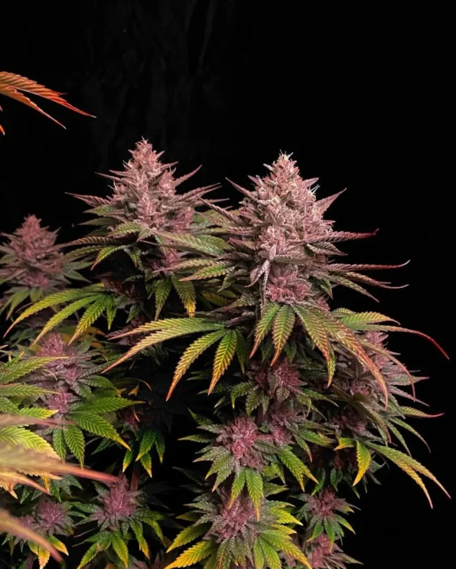 Fast Buds Cannabis Seeds Purple Lemonade FF