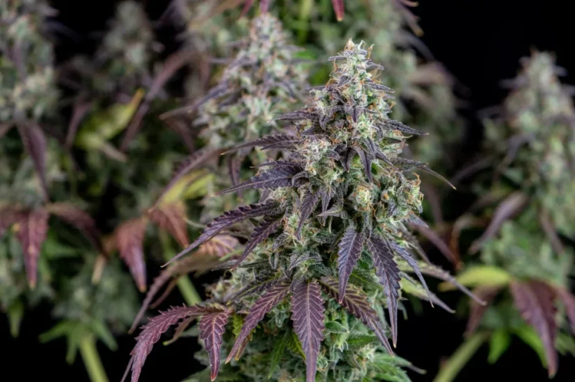 Fast Buds Sjemenke kanabisa Limunska pita Auto