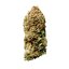 Royal Queen Seeds Graines de cannabis Wedding Crasher féminisée
