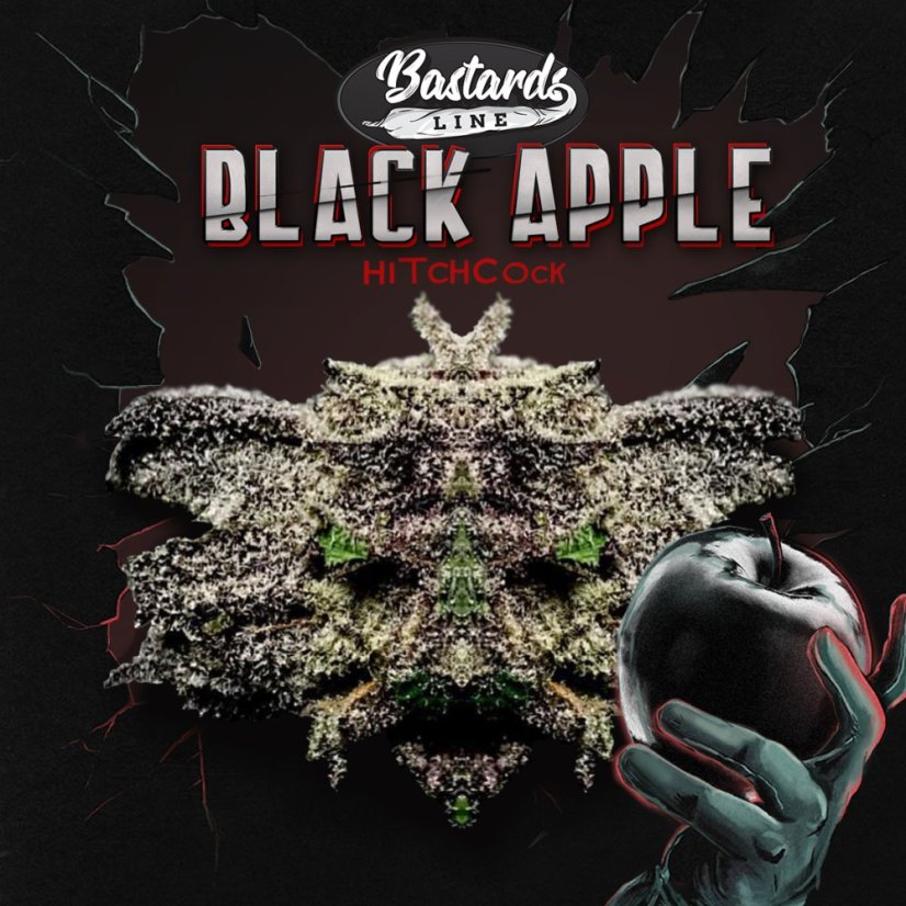 T.H.Seeds™ Cannabis Seeds Bastards Line: Black Apple Hitchcock, 6+1 specialpack, feminiserad