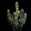 Royal Queen Seeds Seminte de canabis Haze Berry Auto
