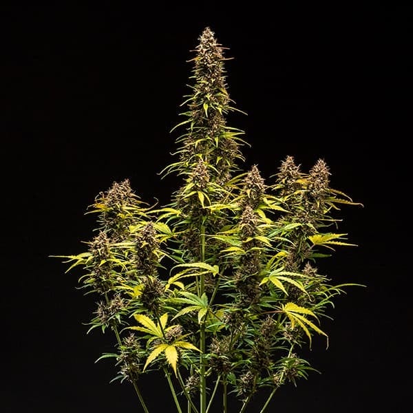 Royal Queen Seeds Cannabisfrön Do-si-dos Auto