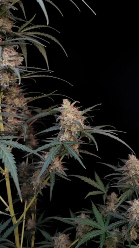Fast Buds Sjemenke konoplje Chemdawg Auto