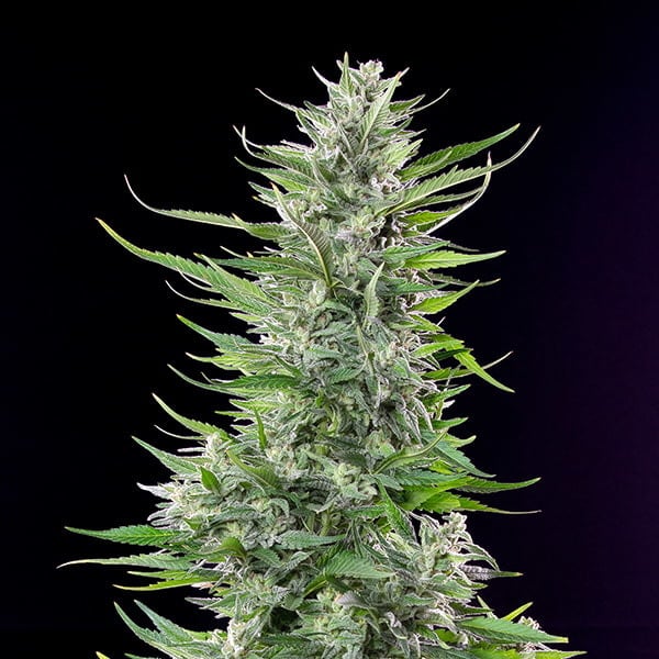 Royal Queen Seeds Seminte de Canabis Fat Banana Feminizate