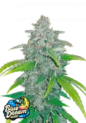 Fast Buds Sjemenke konoplje Blue Dream Auto