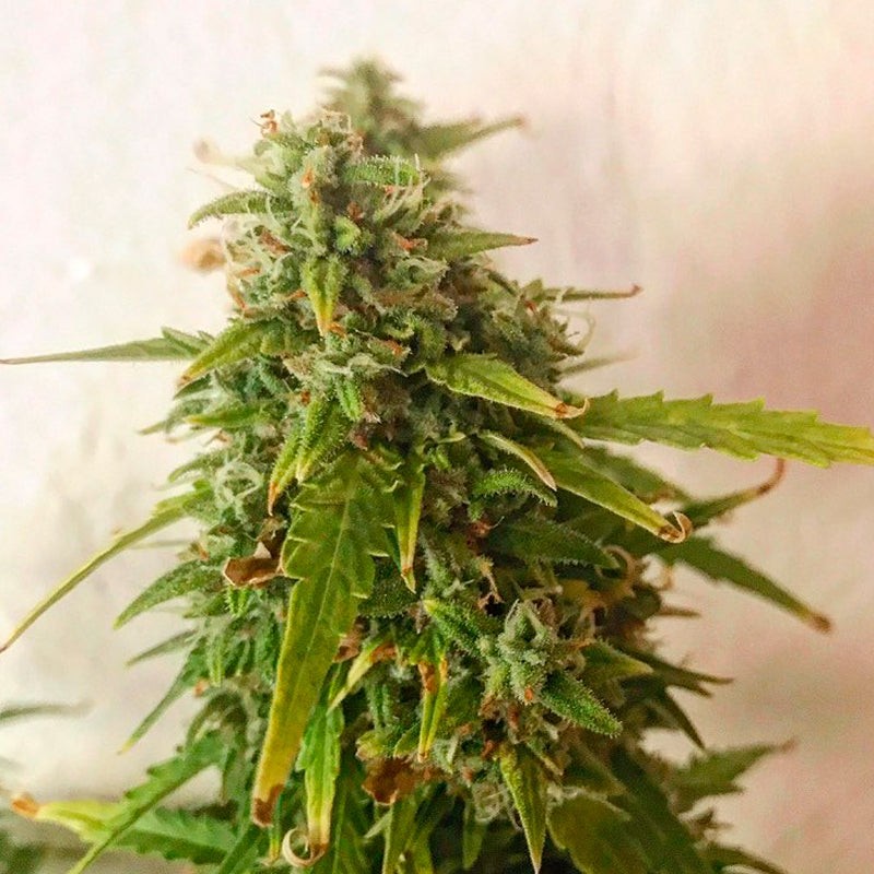 Silent Seeds Seminte de canabis Moby Dick auto feminizate