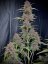Fast Buds Cannabis Seeds Banana Purple Punch Auto