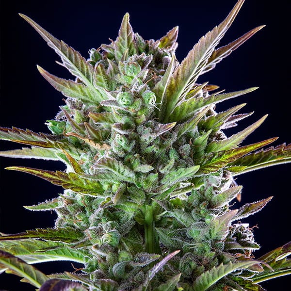 Royal Queen Seeds Seminte de canabis Pineapple Kush feminizate