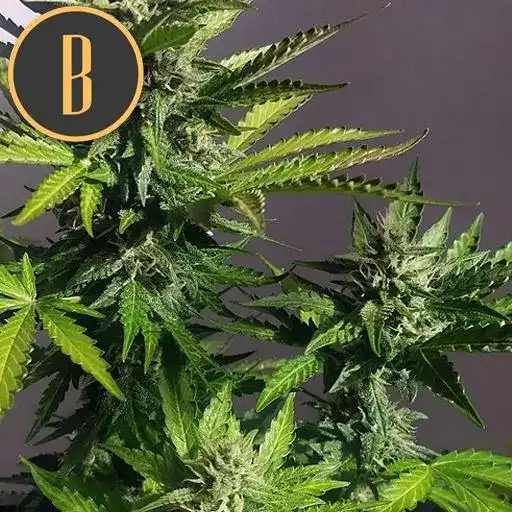 Blimburn Seeds Hanfsamen Mamba Negra CBD Auto