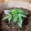 Blimburn Seeds Cannabis Seeds AK Auto