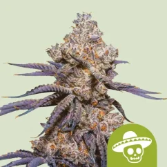 Royal Queen Seeds Semena konoplje Mexican Rush Auto