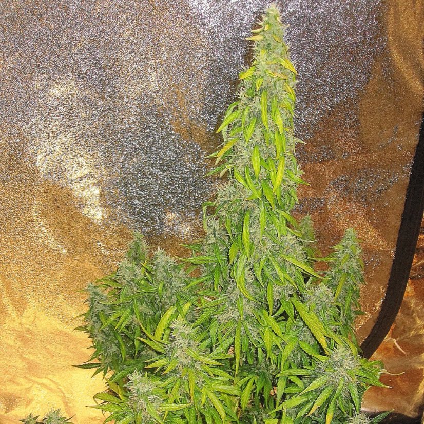 Doctor´s Choice Seeds Rock Machine Auto Feminized