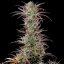 Royal Queen Seeds Seminte de canabis North Thunderfuck feminizate