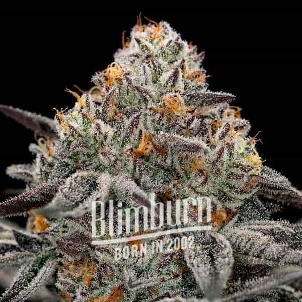 Blimburn Seeds Semena konoplje Oreoz Feminized
