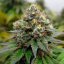Royal Queen Seeds kannabiksen siemenet Euphoria feminisoitunut (korkea CBD)