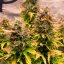 Royal Queen Seeds Seminte de canabis Royal Kush Auto