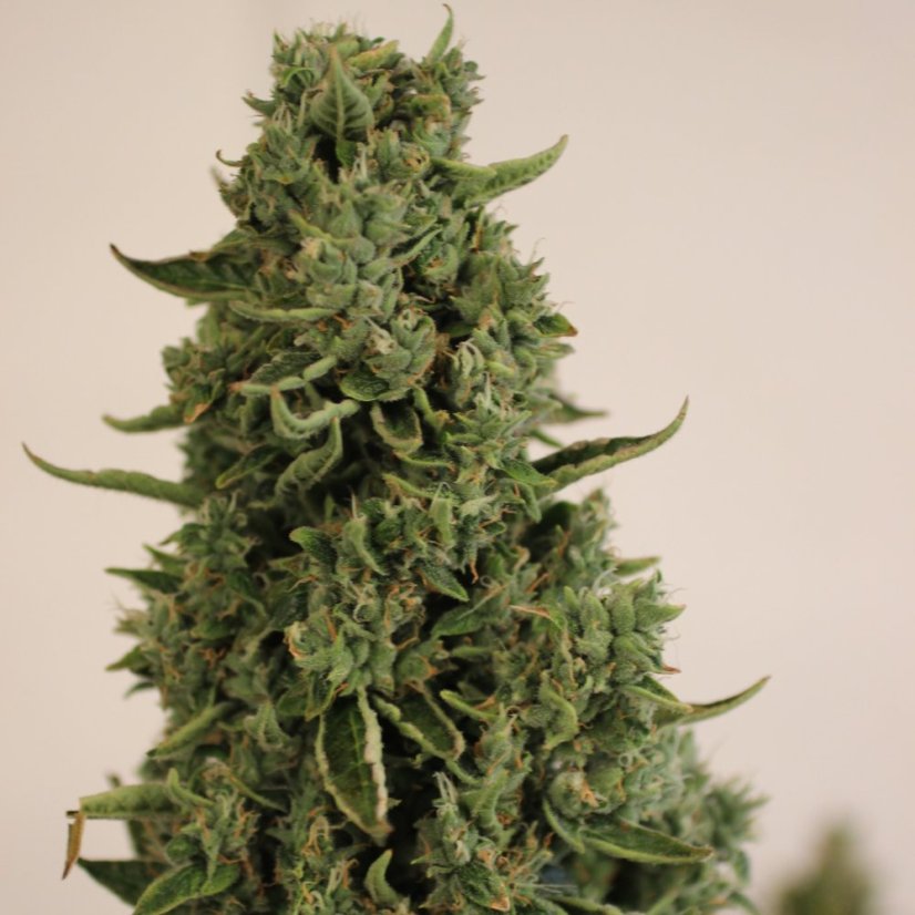Doctor´s Choice Seeds Doctor´s Choice #1 Auto Feminized