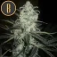 Blimburn Seeds Cannabisfrön Original Clon Feminized