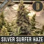 Blimburn Seeds Cannabis Seeds Silver Surfer Haze Nőiesített