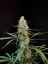 Fast Buds Насіння канабісу Jack Herer Auto