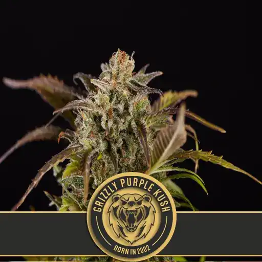 Blimburn Seeds Семена от канабис Grizzly Purple Kush Feminized