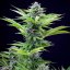 Royal Queen Seeds Cannabis Seeds Fast Eddy Auto (korkea CBD)