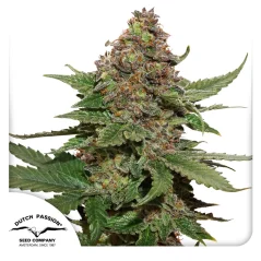 Dutch Passion Seminte de canabis Strawberry Cough® Feminizate